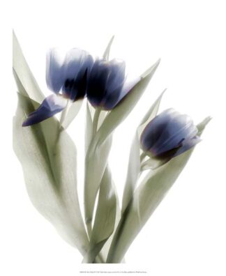 Xray Tulip IV