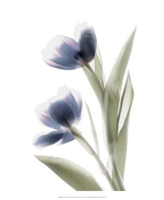 Xray Tulip V