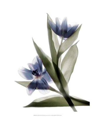 Xray Tulip VI