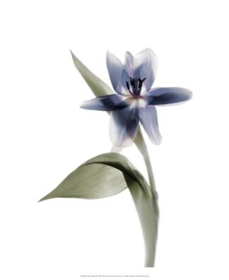 Xray Tulip VII