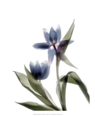 Xray Tulip VIII