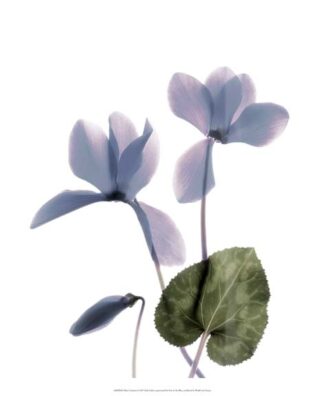 Xray Cyclamen