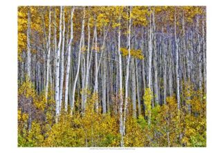 Yellow Woods I
