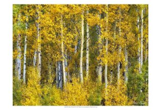 Yellow Woods II