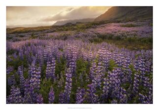 Field of Lupines