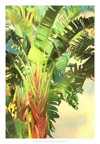 Bird of Paradise Palm I