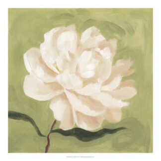 Peony on Olive I