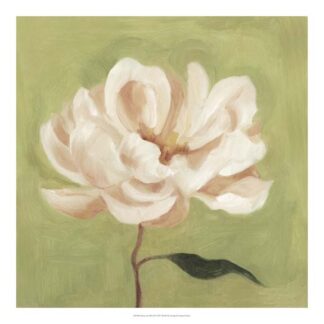 Peony on Olive II