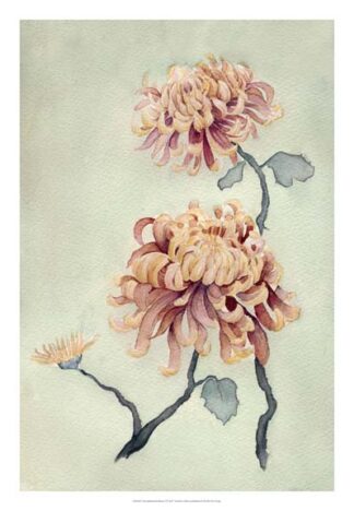 Chrysanthemum Beauty I