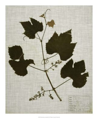 Pressed Leaves on Linen III