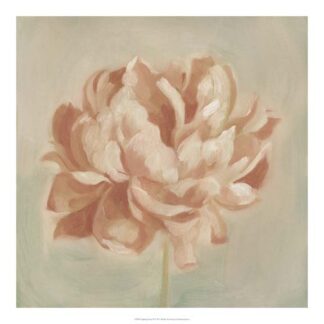 Spring Peony II