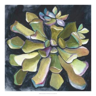 Succulent Rosette I