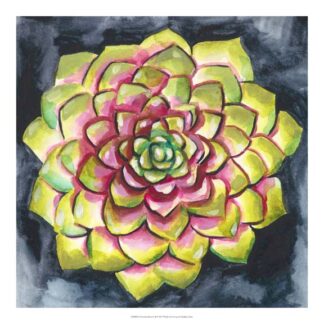Succulent Rosette III