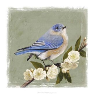 Bluebird Branch I