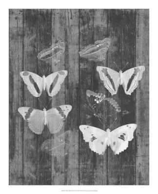 Rustic Butterfly Chart I