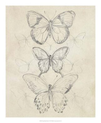 Vintage Butterfly Sketch I