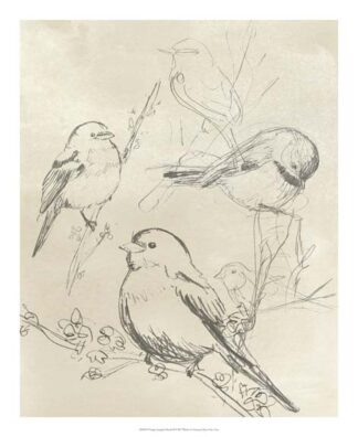 Vintage Songbird Sketch II