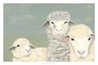 Bashful Sheep II