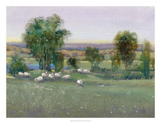 Field of Sheep II