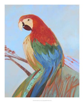 Parrot Wonder II