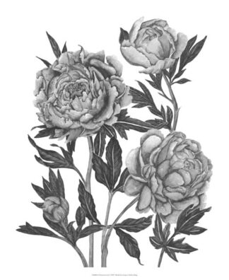 Flowers in Grey V