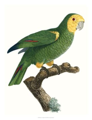 Parrot of the Tropics IV