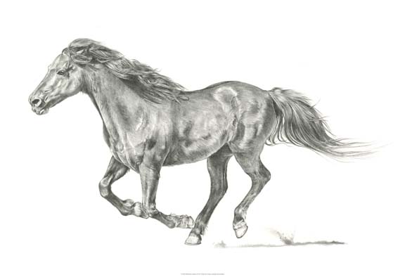 Wild Horse Portrait I