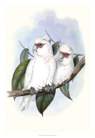 Pastel Parrots IV
