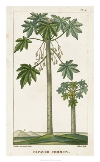 Turpin Exotic Palms II