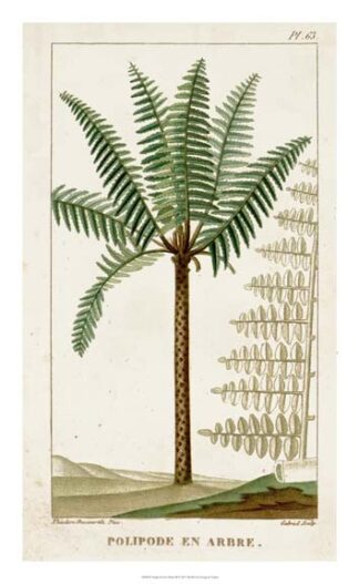 Turpin Exotic Palms III