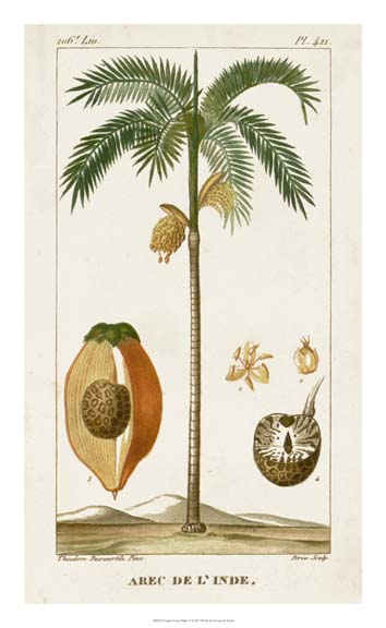 Turpin Exotic Palms V