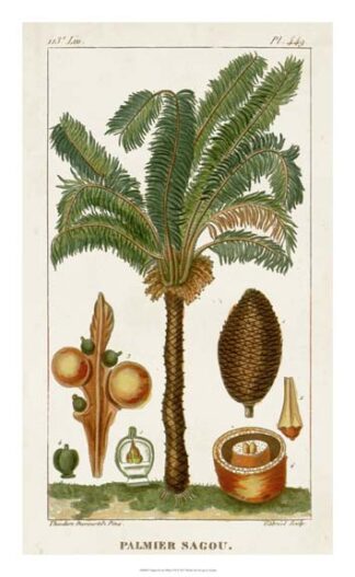 Turpin Exotic Palms VII
