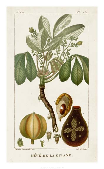 Turpin Exotic Palms VIII