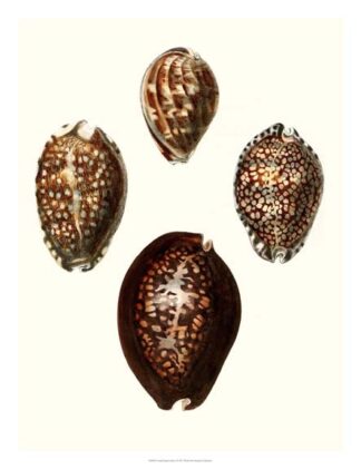 Conchologia Iconica I