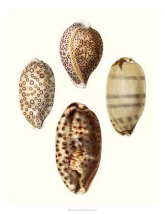 Conchologia Iconica II