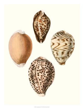 Conchologia Iconica IV