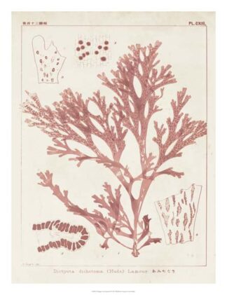 Antique Coral Seaweed I