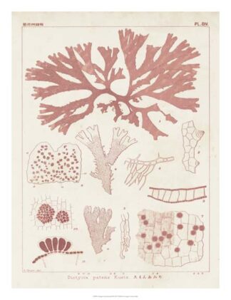 Antique Coral Seaweed III