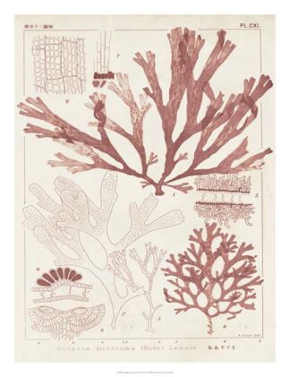 Antique Coral Seaweed IV
