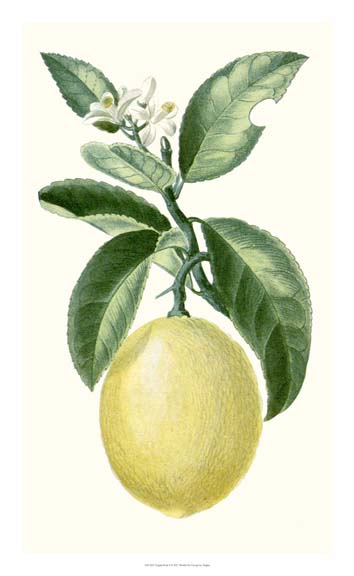 Turpin Fruit I