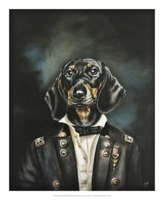 Distinguished Dachshund