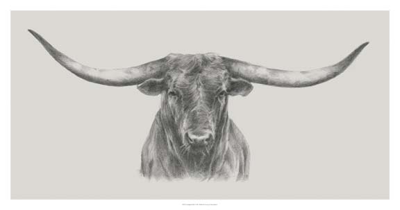 Longhorn Bull