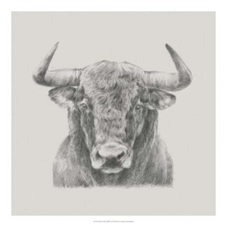 Black & White Bull