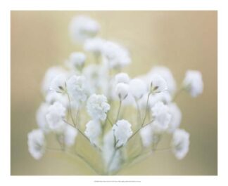 Baby's Breath Study I
