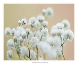 Baby's Breath Study II