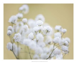 Baby's Breath Study III