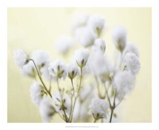 Baby's Breath Study IV