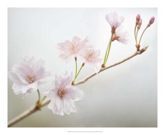 Cherry Blossom Study II