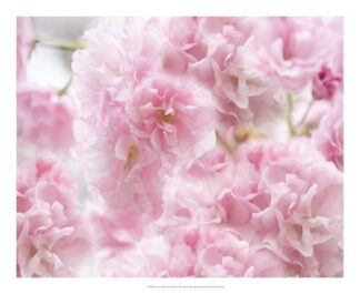 Cherry Blossom Study IV