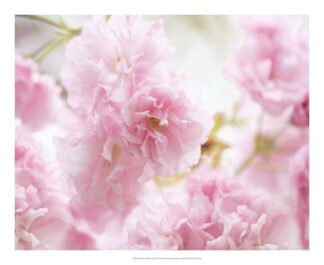 Cherry Blossom Study V